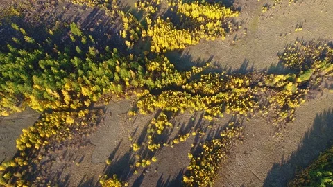 Rare autumn forest - Top down Aerial footage Stock Footage 88591503