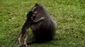 RARE - Balinese Macaque Monkey mother carrying her twins little monkeys HD Footage