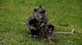 RARE - Balinese Macaque Monkey mother carrying her twins little monkeys HD Footage