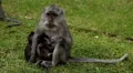 RARE - Balinese Macaque Monkey mother carrying her twins little monkeys HD Footage