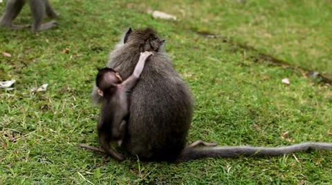 RARE - Balinese Macaque Monkey mother carrying her twins little monkeys Stock Footage 1101906