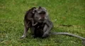 RARE - Balinese Macaque Monkey mother carrying her twins little monkeys HD Footage
