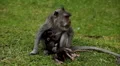 RARE - Balinese Macaque Monkey mother carrying her twins little monkeys, cubs HD Footage