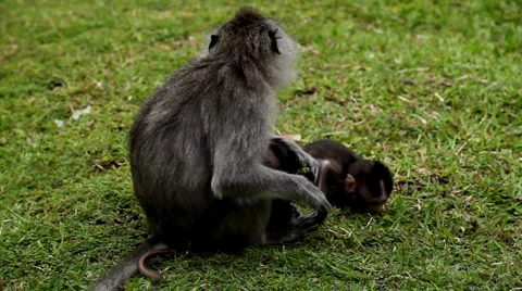 RARE - Balinese Macaque Monkey mother carrying her twins little monkeys 動画素材 1101936