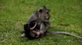 RARE - Balinese Macaque Monkey mother carrying her twins little monkeys HD Footage