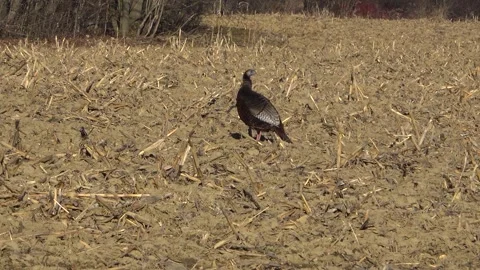 Rare Bearded Hen Wild Turkey Standing Alone in Sunlit Cornfield Stock Footage 345168105