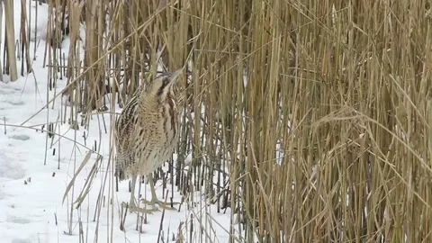 A rare Bittern, Botaurus stellaris, walking into the reeds on a snowy day. Stock Footage 140454481