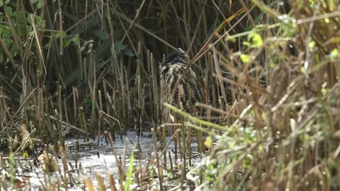A rare Bittern, has been bathing in the shallow water in a reedbed. Stock Footage 252414564