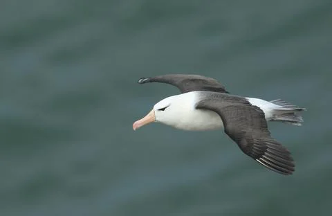 A rare Black-browed Albatross, flying along the coastline at Bempton Cliffs. Stock Photos