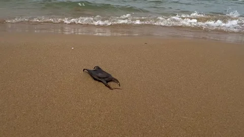 Rare black shark egg case on sandy beach with waves. sand for copy space Stock Footage 277515753