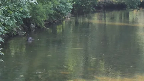 Rare Black swan in Lambrate park, Milan (Cygnus atratus) Video stock 238642453