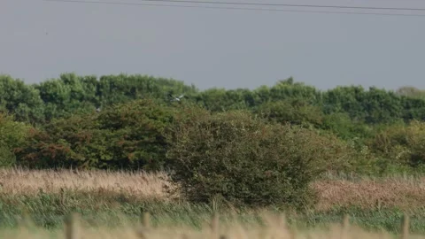 A rare Black-wing-kite (Elanus caeruleus) hovering, Norfolk, UK 스톡 동영상 345187605