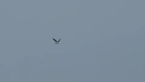 A rare Black-wing-kite (Elanus caeruleus) hovering, Norfolk, UK 스톡 동영상 345187769