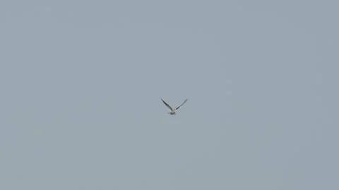 A rare Black-wing-kite (Elanus caeruleus) hovering, Norfolk, UK 스톡 동영상 345187916