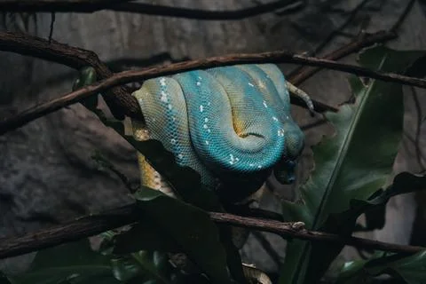 A rare blue green python chilling Stock Photos