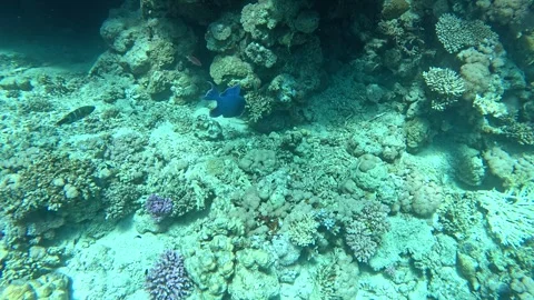 Rare Blue Triggerfish Close-Up Red Sea Stock Footage 329764557