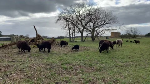 Rare breed black sheep and lambs grazing in a field Stock Footage 237690993