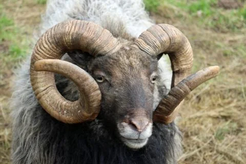 Rare breed sheep Stock Photos
