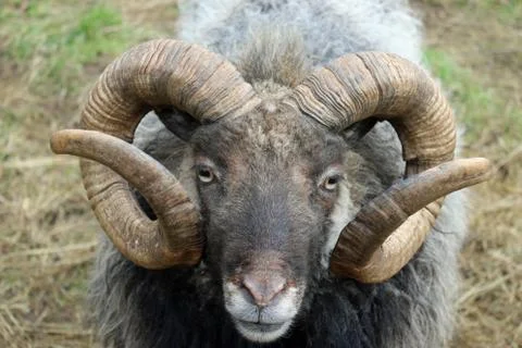 Rare breed sheep Stock Photos