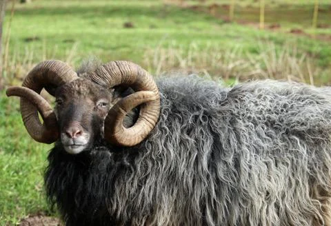 Rare breed sheep Stock Photos