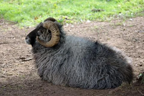 Rare breed sheep Stock Photos