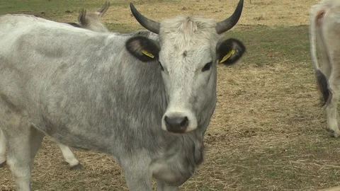 A rare breed of Ukrainian cows Stock-Footage 266744792