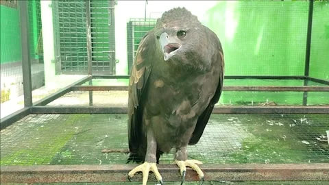 The rare of Brontox Eagle Stock Footage 245088349