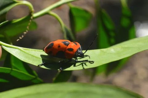 A rare bug sitting on a leaf Stock Photos