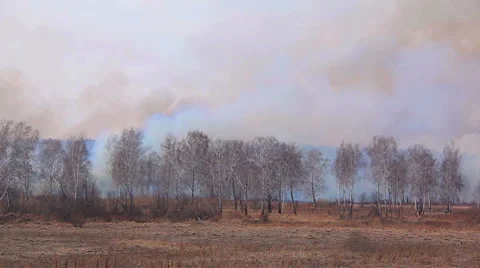 Rare burning forest Stock Footage 49564281