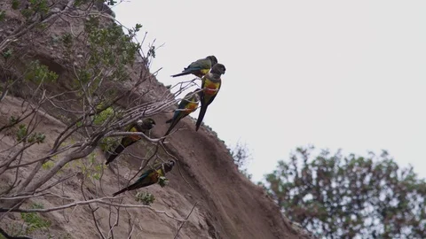 Rare burrowing flying off from a tree in Chile in slow motion. Stock Footage 86880277