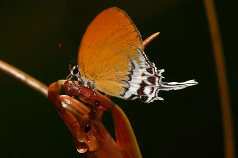 Rare Butterfly Stock Photos