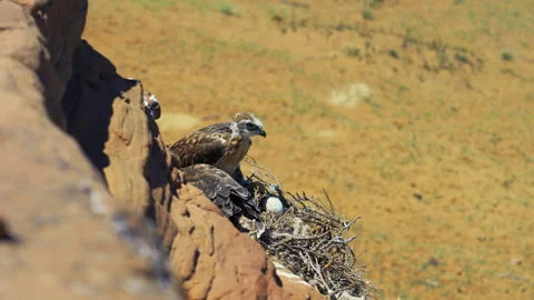 Rare Buzzard Hawk Fledgling in Mountain Nest 4K 60fps Stock Footage 337554997