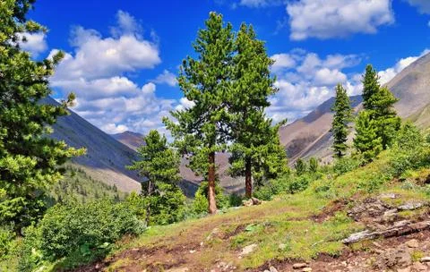 Rare cedar trees in the mountains Stock Photos