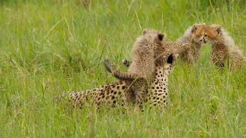 Rare cheetah family of eight Stock Footage 133094853