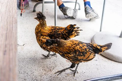 Rare Chickens at Ease: A Unique Breed Hanging Out on a Patio Setting Stock Photos