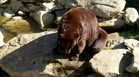 Rare Cinnamon colored Black Bear Stock Footage 12580289