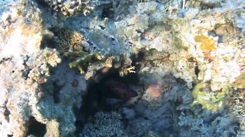 Rare Comet Fish (Calloplesiops altivelis) Among Coral Reef, Red Sea 4K Stock Footage 339491379