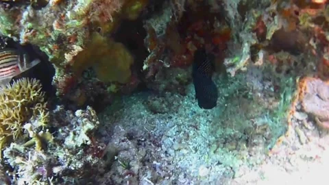 Rare Comet Fish Close-Up Among Coral in Las Cabanas, Red Sea Stock Footage 341290250