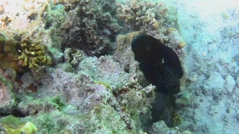Rare Comet Fish Emerging to Hunt and Hiding Under Coral 스톡 동영상 341770876