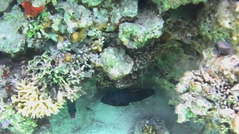 Rare Comet Fish Emerging to Hunt and Hiding Under Coral Stock Footage 341770881