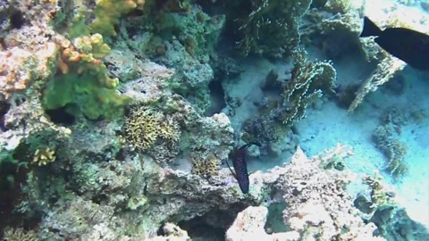 Rare Comet Fish Emerging to Hunt and Hiding Under Coral Stock Footage 341770920