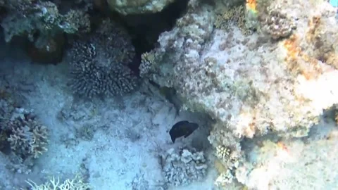 Rare Comet Fish Glides Beneath a Coral Reef in the Red Sea Stock Footage 340251476