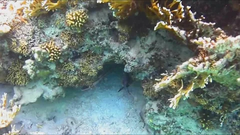 Rare Comet Fish Hiding Under Coral, Full Body Visible, Marsa Alam, Egypt Stock Footage 343314808
