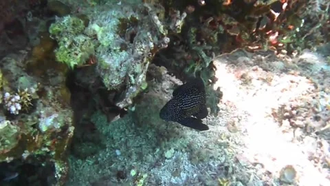 Rare Comet Fish Swimming Among Coral Reefs with Close-Up View in the Red Sea Stock Footage 339845712
