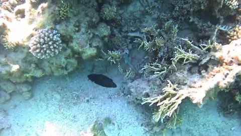 Rare Comet Fish Swimming Through Coral Reef Stock Footage 340109249