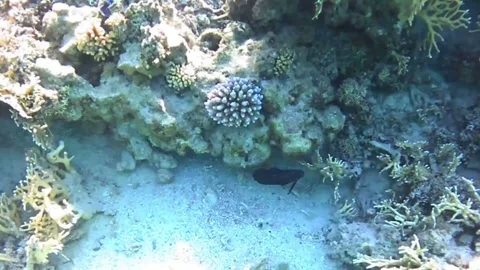 Rare Comet Fish Swimming Through Coral Reef Stock Footage 340109250