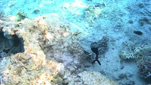 Rare Comet Fish Turns and Disappears Beneath the Coral Reef in the Red Sea Stock Footage 340251486