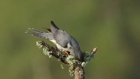 A rare Cuckoo, perching on a branch of a tree covered in lichen feeding. Stock Footage 185899865