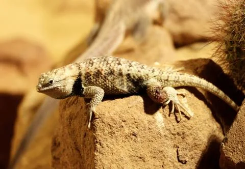 A rare desert spiny lizard in sonoran desert of north america. He warming on  Stock Photos