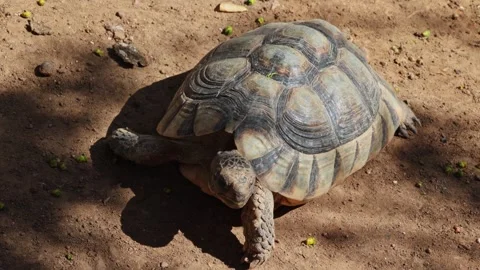 Rare desert turtle moving fast on the ground Stock Footage 273983625